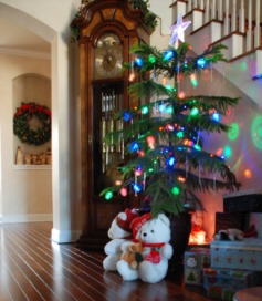 2012-12 Norfolk Pine 5.jpg